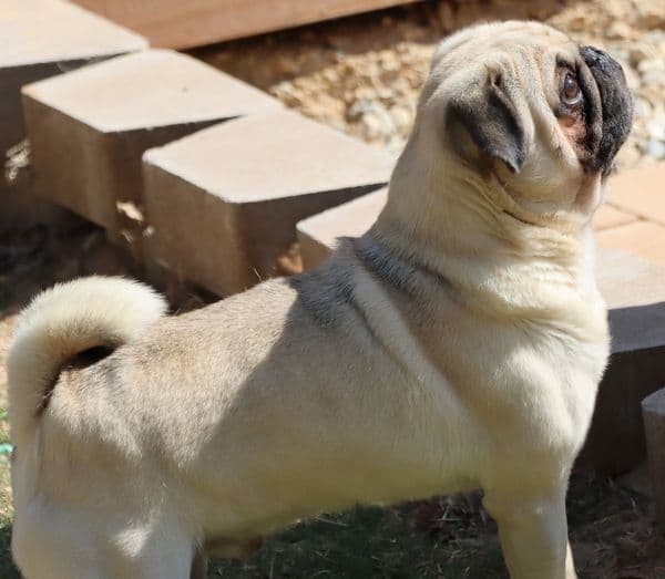 Pug Puppies breeder image 5