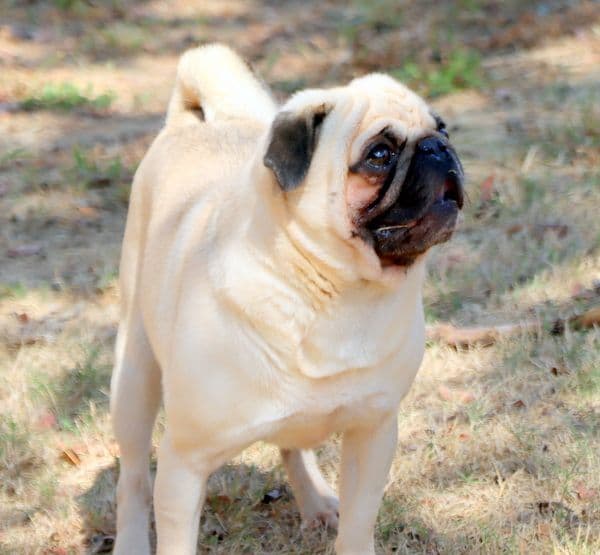 Pug Puppies breeder image 6