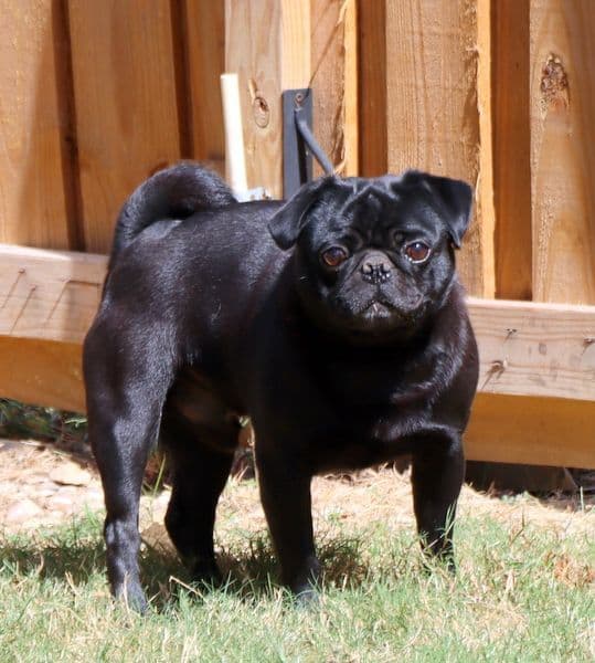 Pug Puppies breeder image 7