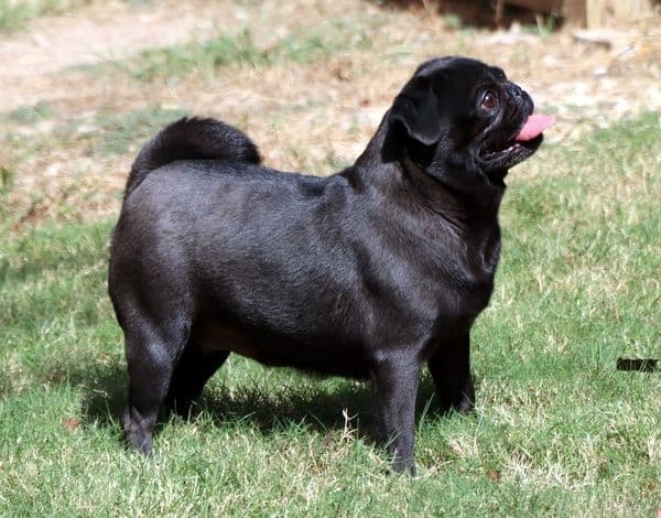 Pug Puppies breeder image 8