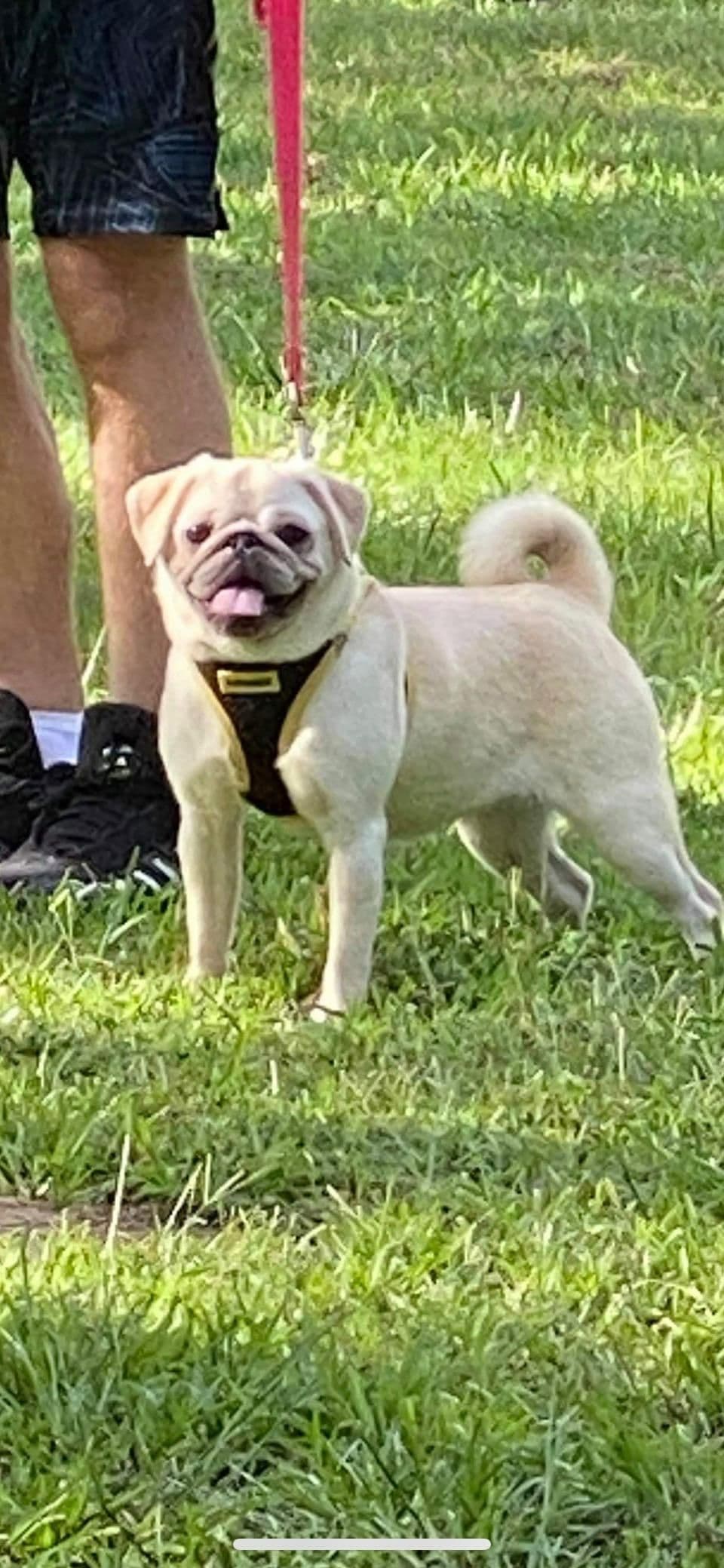 Pug Puppies breeder image 9