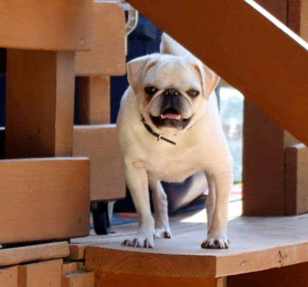 Pug Puppies breeder image 10