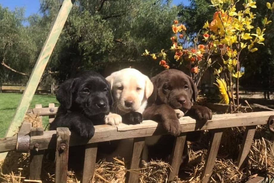 American Labrador Retriever Puppies breeder image 1