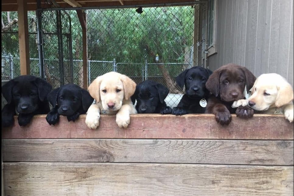 American Labrador Retriever Puppies breeder image 3
