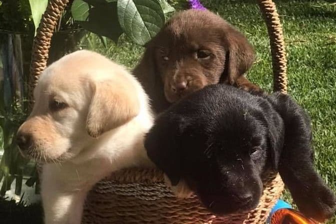 American Labrador Retriever Puppies breeder image 4