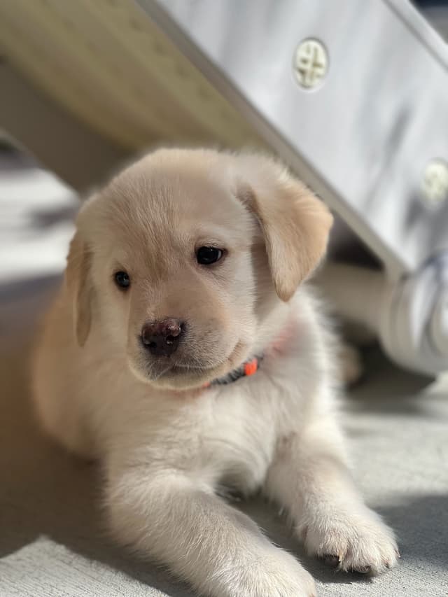 American Labrador Retriever Puppies media 2