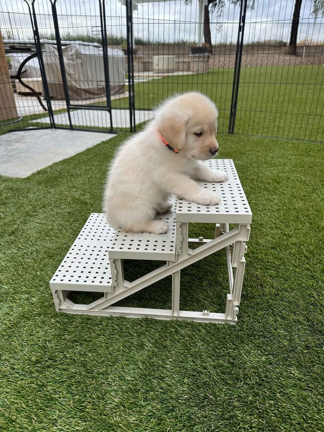 American Labrador Retriever Puppies media 4