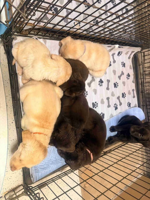 Labrador Retriever Puppies media 2