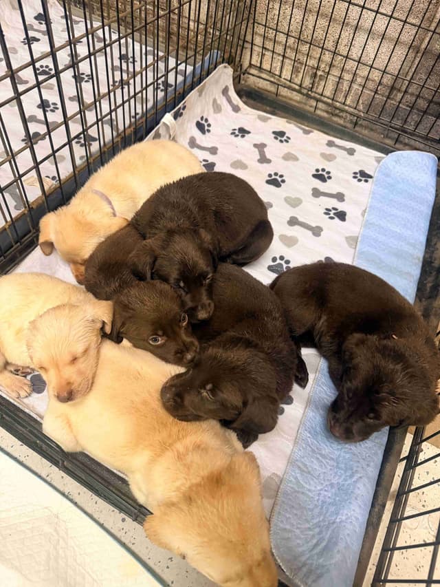 Labrador Retriever Puppies media 3
