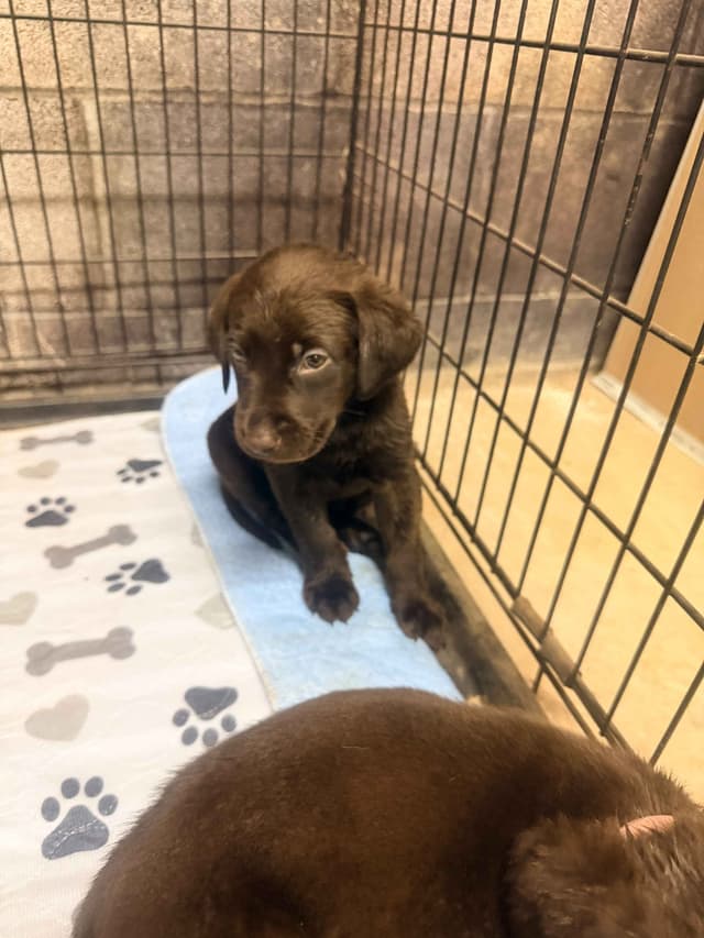 Labrador Retriever Puppies media 4