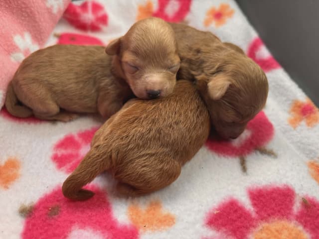 Extra Small Red AKC Toy Poodle Puppies media 2