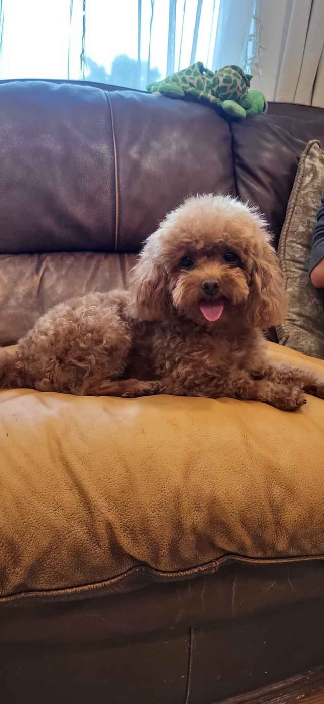 Extra Small Red AKC Toy Poodle Puppies media 3