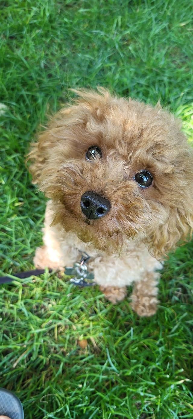 Extra Small Red AKC Toy Poodle Puppies media 6