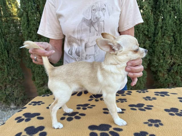 Chihuahua Puppies media 2
