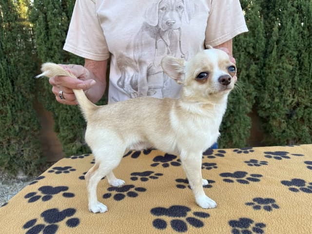 Chihuahua Puppies media 3