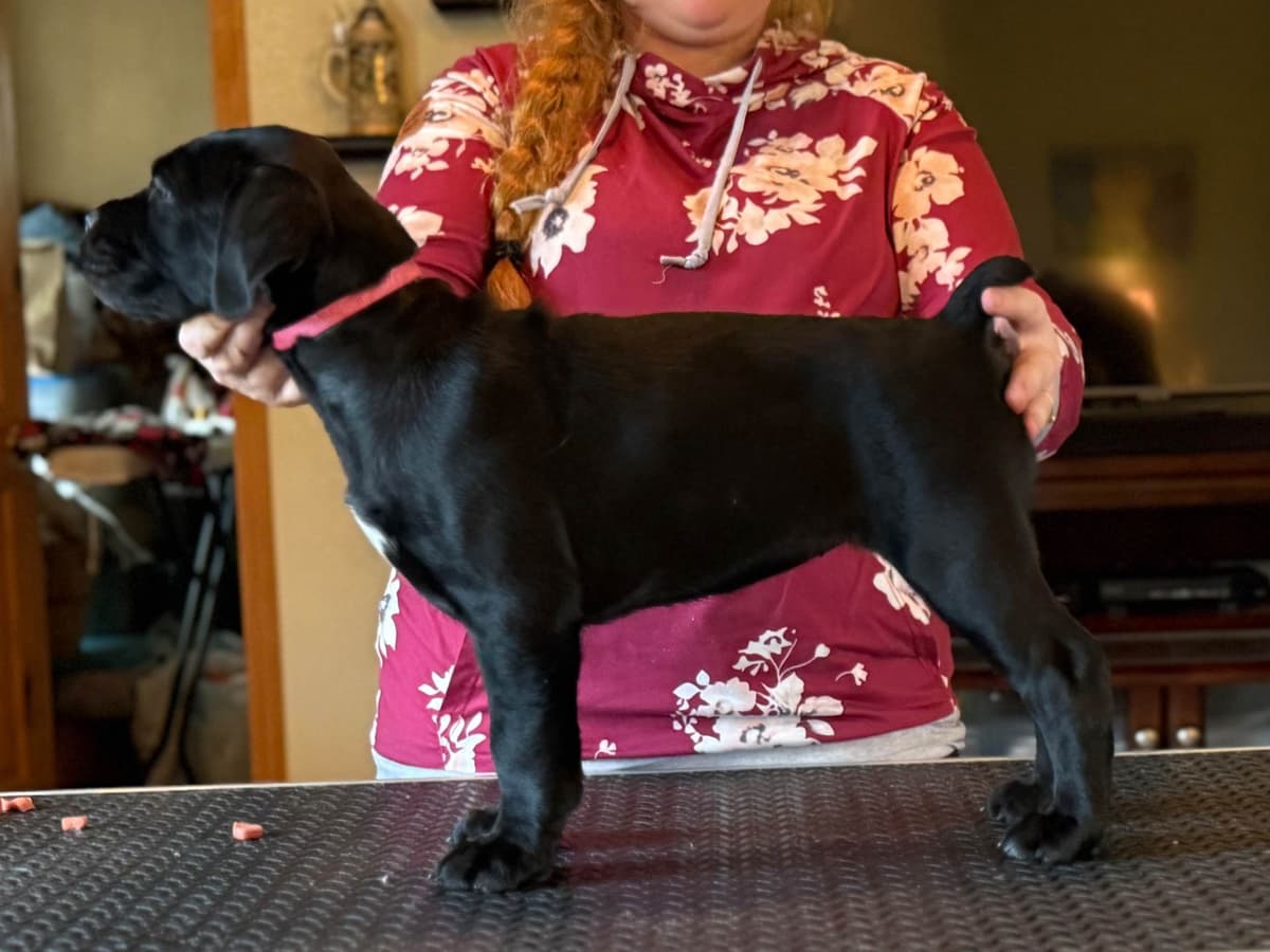 Cane Corso Puppies Located In Alaska breeder image 4
