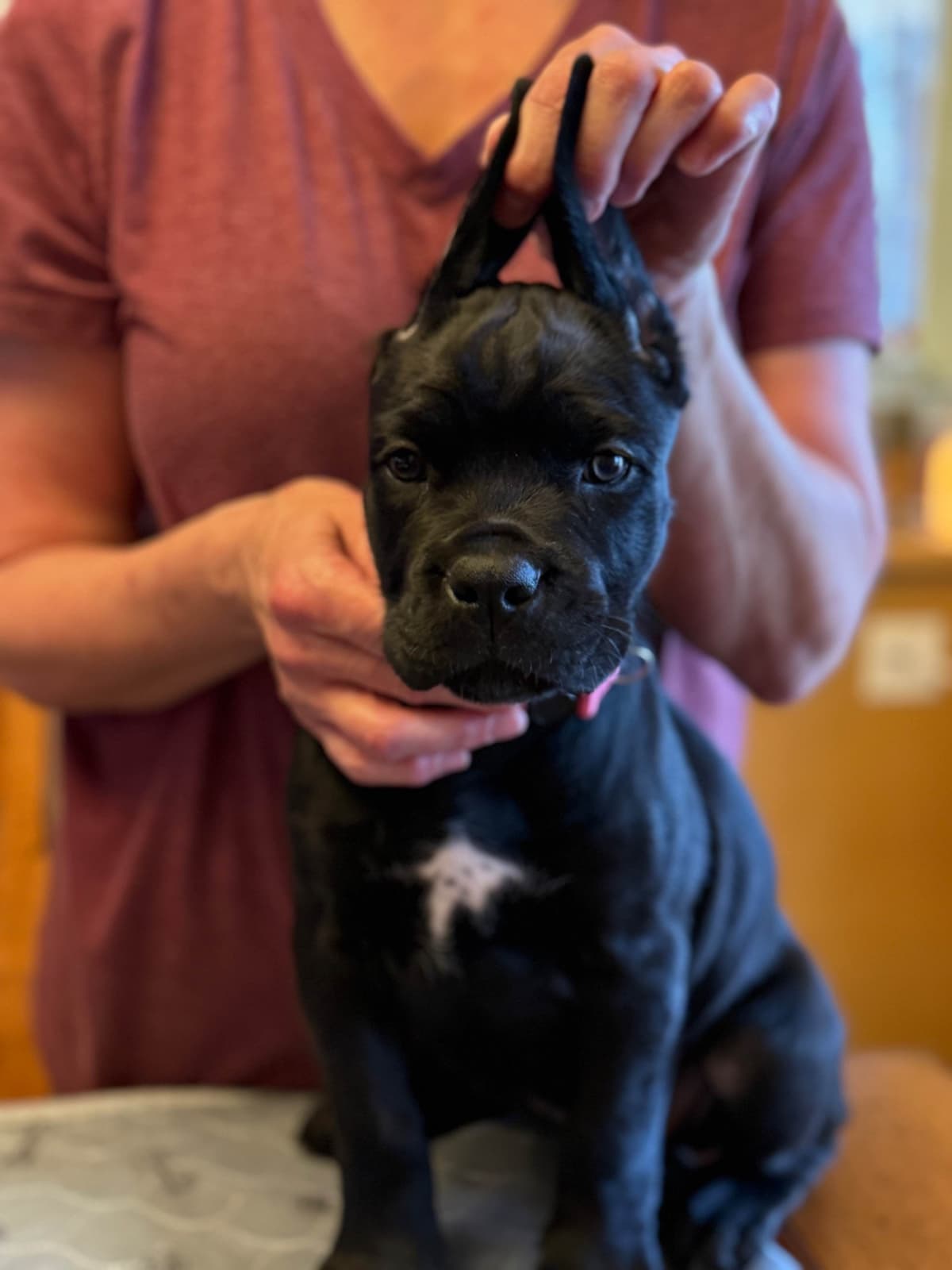 Cane Corso Puppies Located In Alaska breeder image 5
