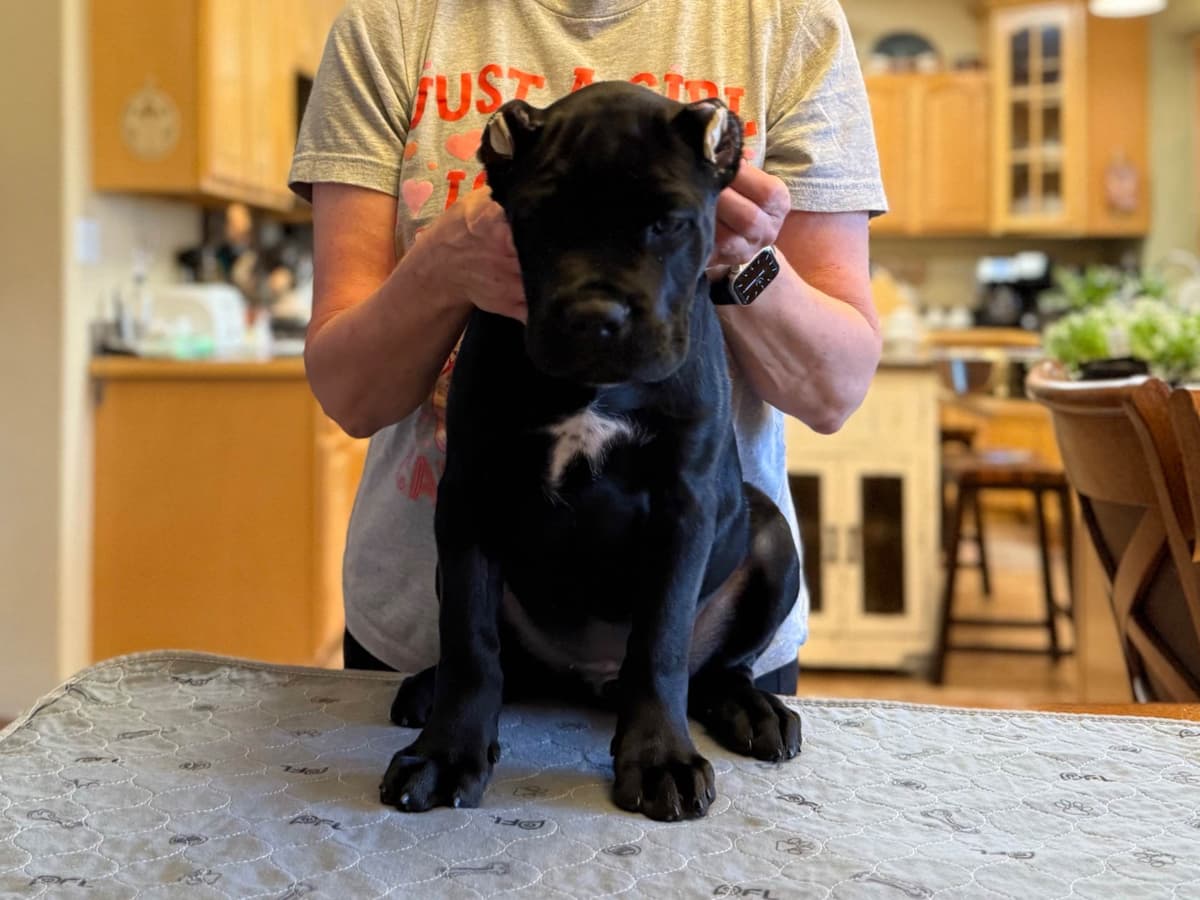 Cane Corso Puppies Located In Alaska breeder image 3