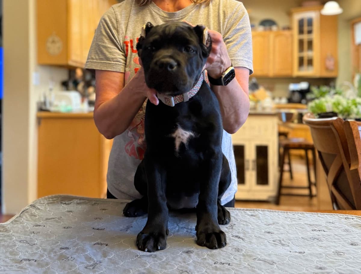 Cane Corso Puppies Located In Alaska breeder image 2