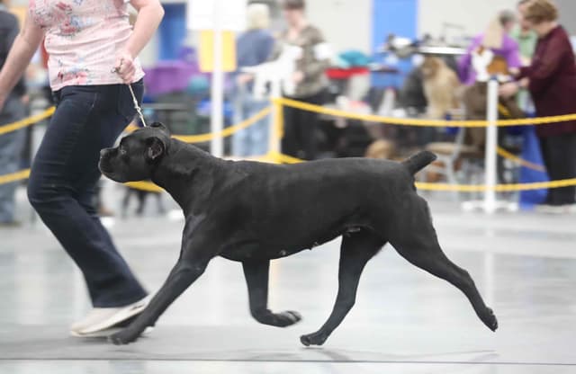 Cane Corso Puppies Located In Alaska media 2