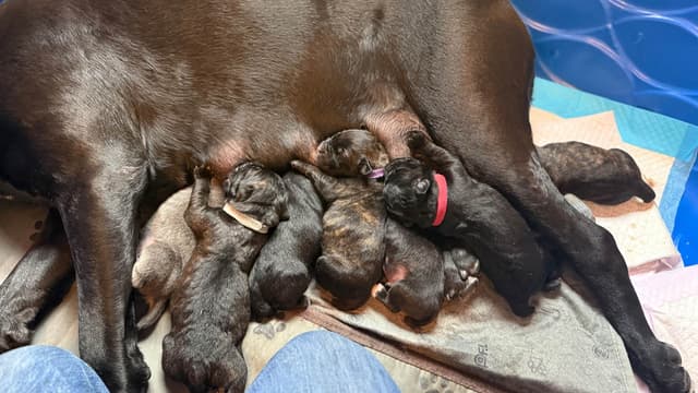 Cane Corso Puppies Located In Alaska media 5