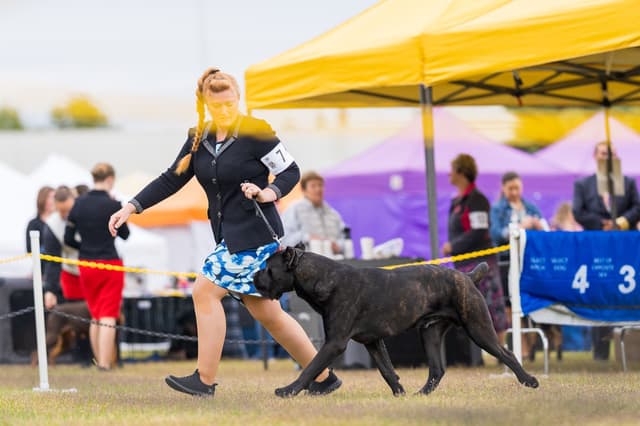 Cane Corso Puppies Located In Alaska media 4
