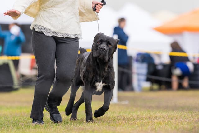 Cane Corso Puppies Located In Alaska media 3