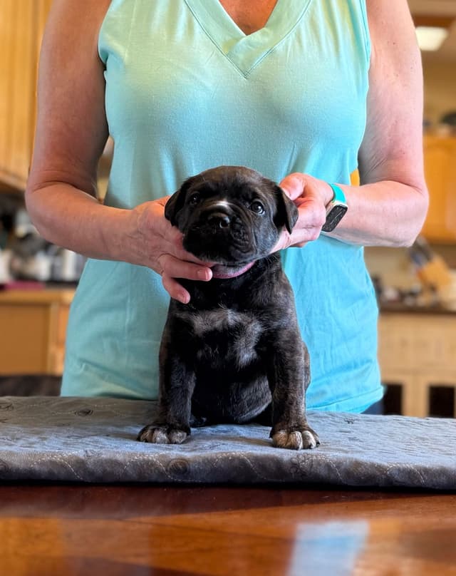 Cane Corso Puppies Located In Alaska media 7