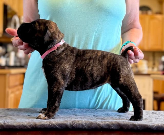 Cane Corso Puppies Located In Alaska media 6