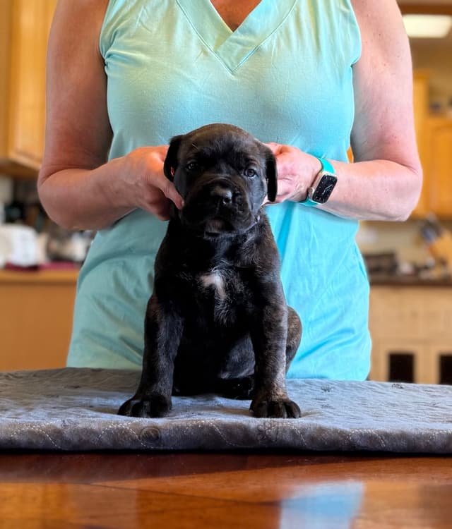 Cane Corso Puppies Located In Alaska media 9