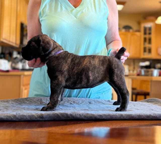Cane Corso Puppies Located In Alaska media 8
