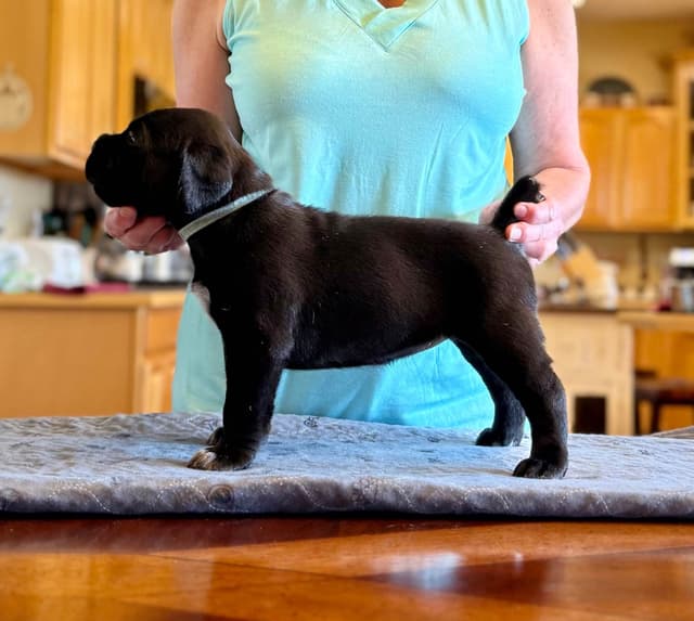 Cane Corso Puppies Located In Alaska media 10