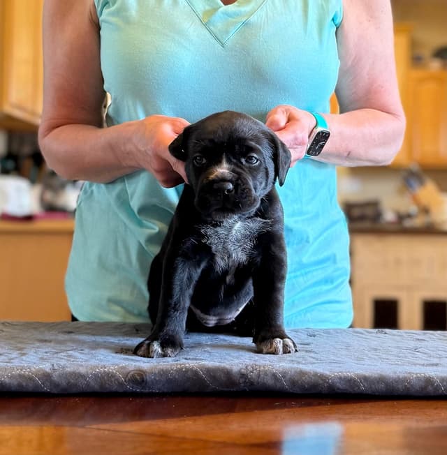Cane Corso Puppies Located In Alaska media 11