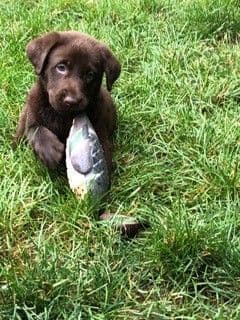 Labrador Retriever Puppies breeder image 3