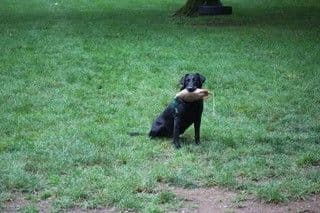 Labrador Retriever Puppies breeder image 4