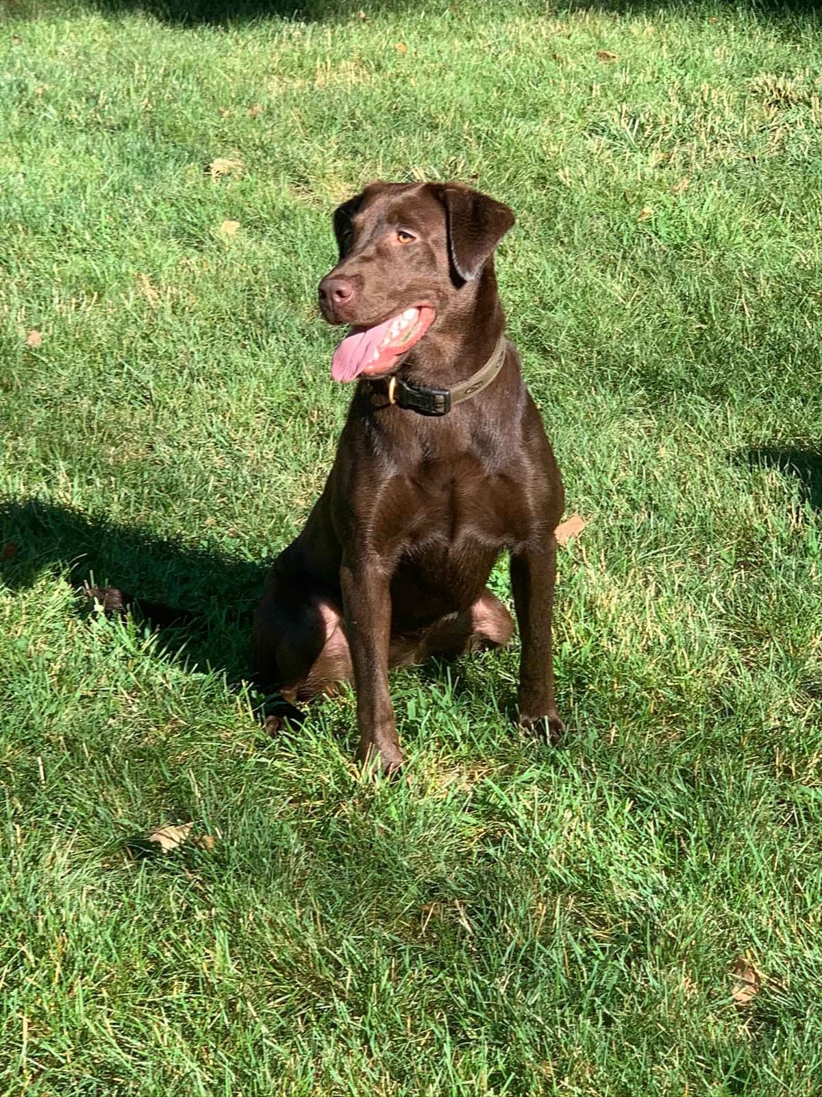 Labrador Retriever Puppies breeder image 5