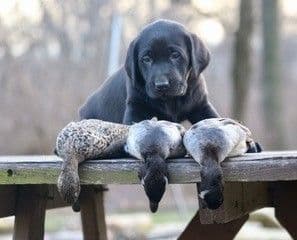 Labrador Retriever Puppies breeder image 6