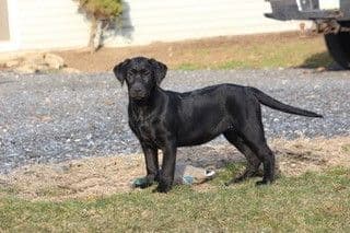 Labrador Retriever Puppies breeder image 8