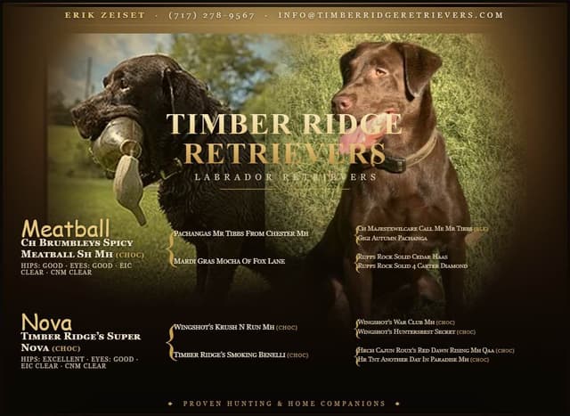 Labrador Retriever Puppies media 2