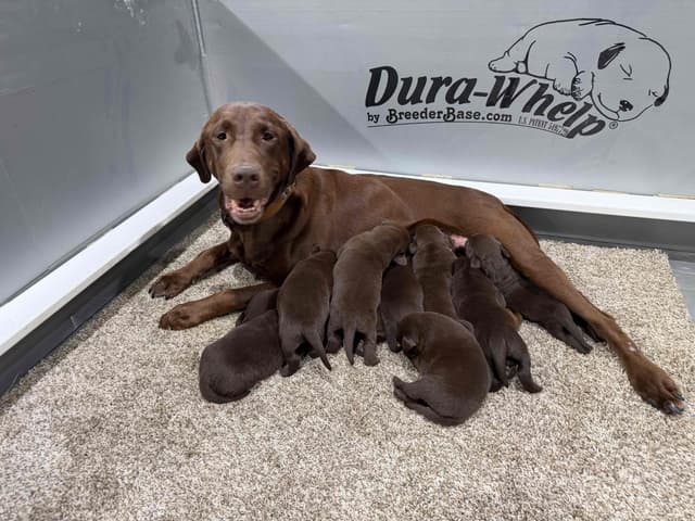 Labrador Retriever Puppies media 3