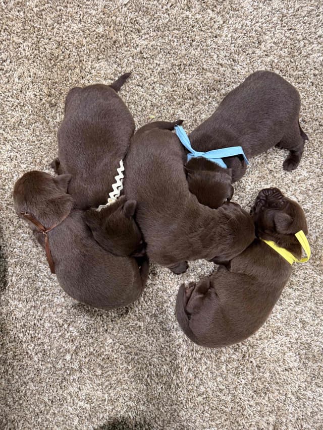 Labrador Retriever Puppies media 5