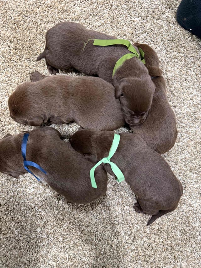 Labrador Retriever Puppies media 4