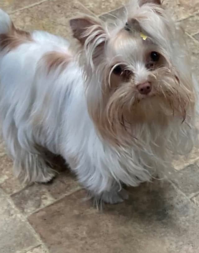 Yorkshire Terrier Puppies media 3