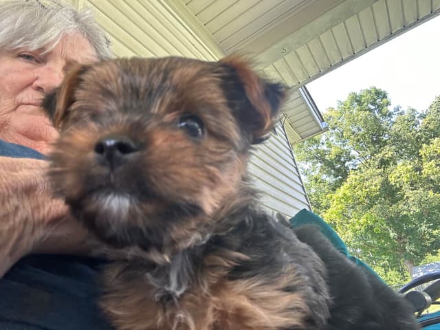 Yorkshire Terrier Puppies media 6