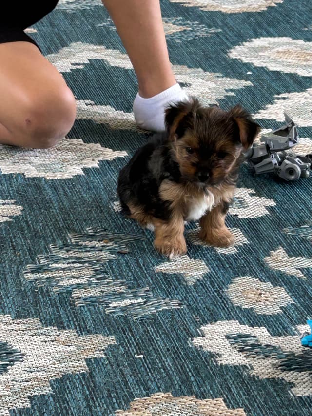 Yorkshire Terrier Puppies media 7
