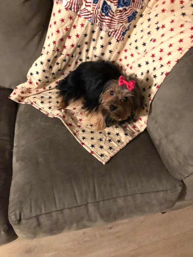 Yorkshire Terrier Puppies media 4