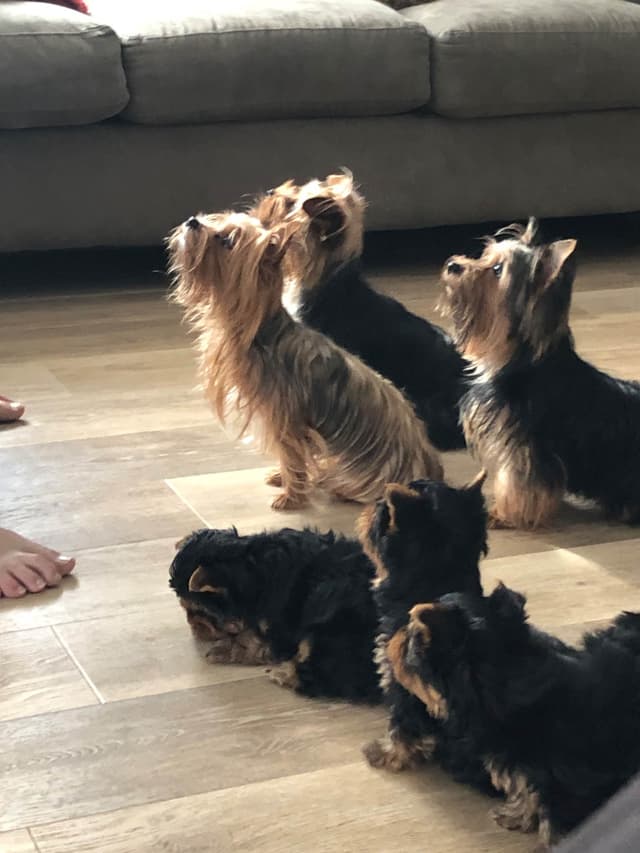 Yorkshire Terrier Puppies media 8