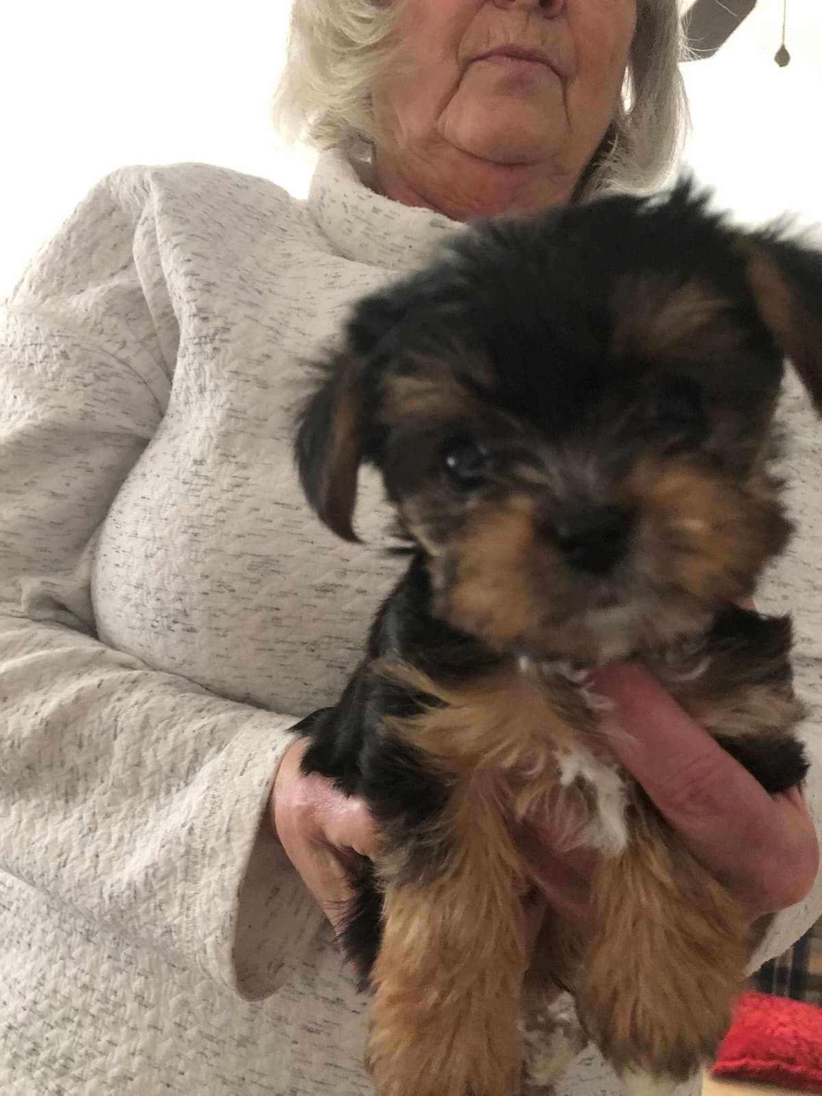Yorkshire Terrier Puppies breeder image 1