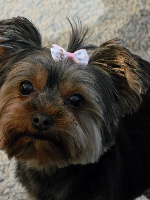 Yorkshire Terrier Puppies media 2