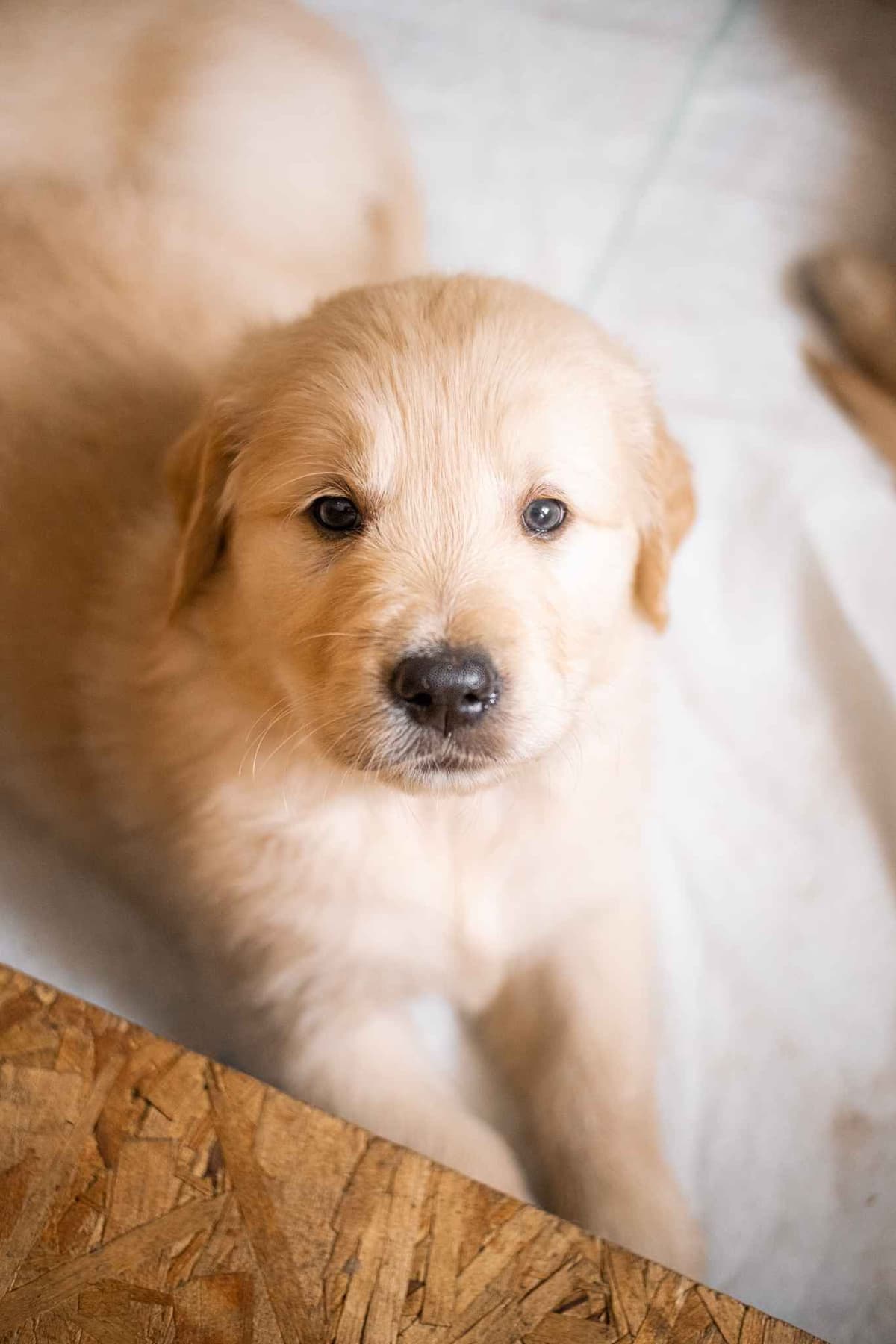 Golden Retriever Puppies breeder image 3